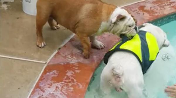 video cum reactioneaza un catel cand vede ca sora lui vrea sa intre in piscina