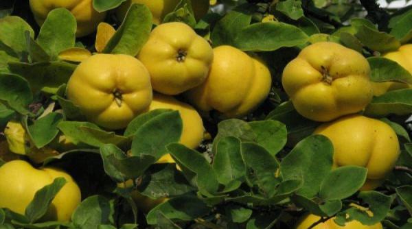 6 efecte uluitoare ale gutuilor asupra sanatatii consumati cu incredere aceste fructe de sezon