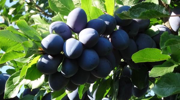 de ce este bine sa mancam prune