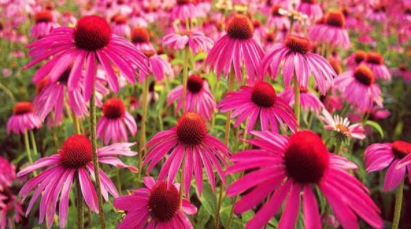 echinaceea antibioticul natural care vindeca 8 tipuri de boli
