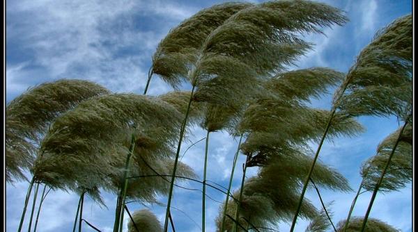 avertizare nowcasting cod galben de intensificari ale vantului in zona judetului sibiu