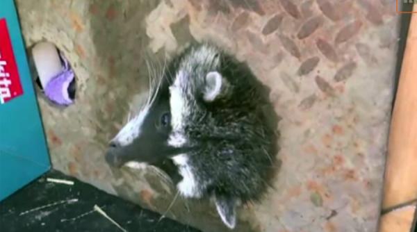 video ce a patit un raton prea bagaret