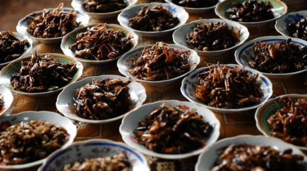 botanoiu ministerul agriculturii nu as da carnea rosie pe insecte