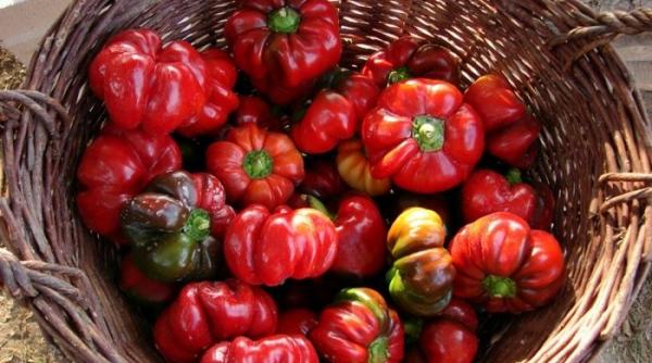 nebanuitele puteri curative ale gogosarilor