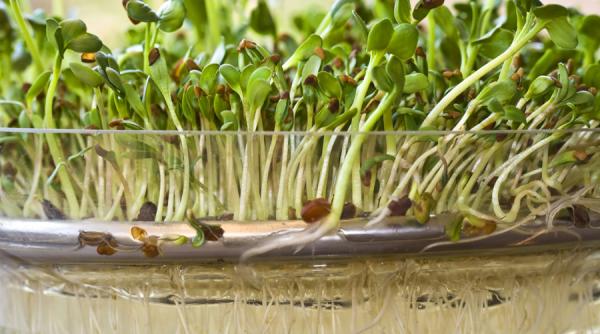 germenii si vlastarii din seminte ne apara de boli