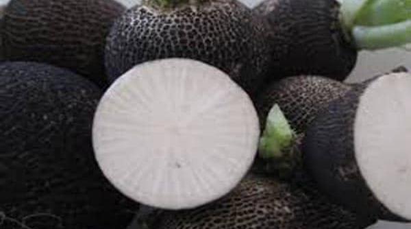 ridichea neagra leacul miraculos al sezonului rece afla care sunt bolile pe care le vindeca