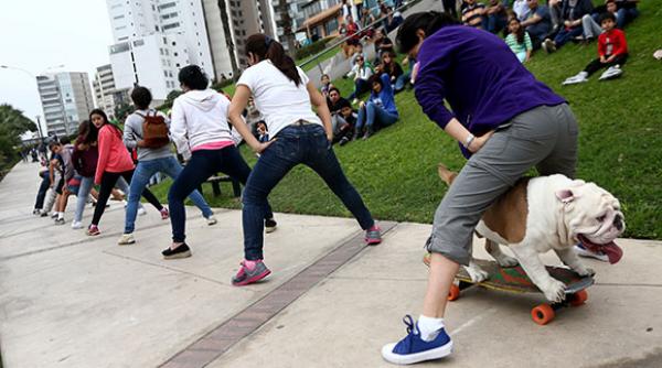 video bulldogul otto intra in guiness book dupa ce a mers pe skateboard pe sub picioarele a 30 de oameni