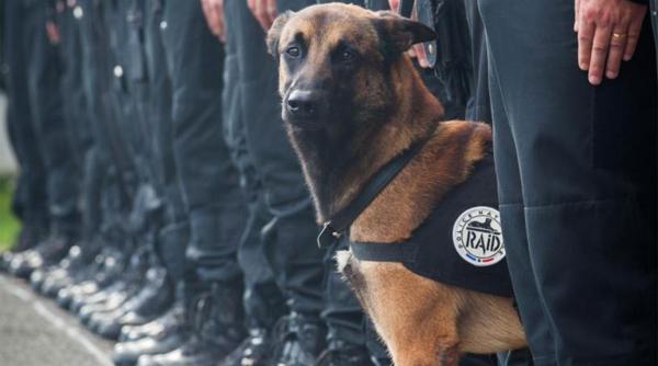 cainele politist diesel ucis in timpul operatiunii din cartierul parizian saint denis