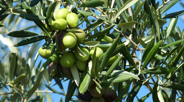 beneficiile dietei mediteraneene ulei de masline reduce riscul de cancer la san cu 68