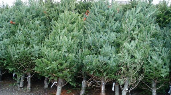 tu stii ce este sindromul bradului de craciun si cum poti sa te vindeci