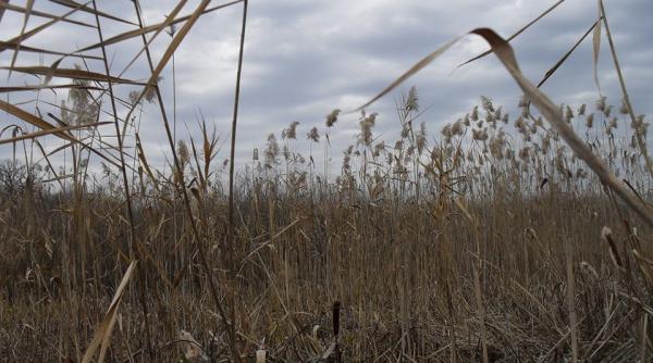 delta de langa bucuresti la comana