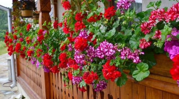 muscatele plantele care dau culoare si lumina casei tale sfaturi pentru ingrijire in sezonul rece