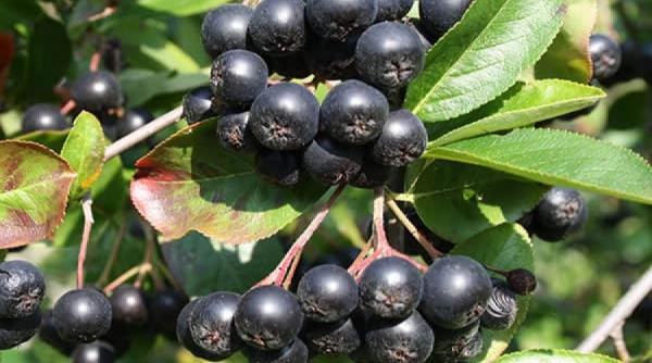 tratamente naturiste cel mai puternic antioxidant fructul unui arbust vindeca 50 de boli grave