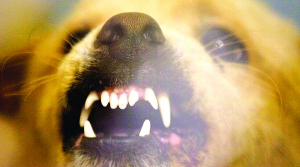 romania nu mai are leac de turbare