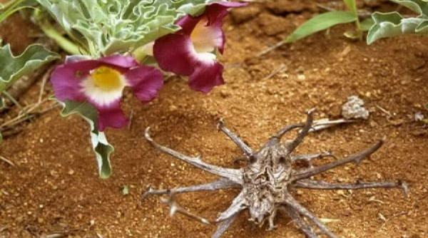 tratamente naturiste cum poti folosi gheara diavolului ca sa tratezi 7 boli grave