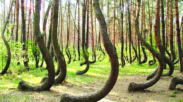 turism paranormal in padurea baciu