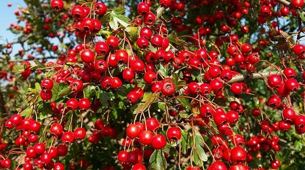 cultivarea plantelor medicinale 3 povesti de succes