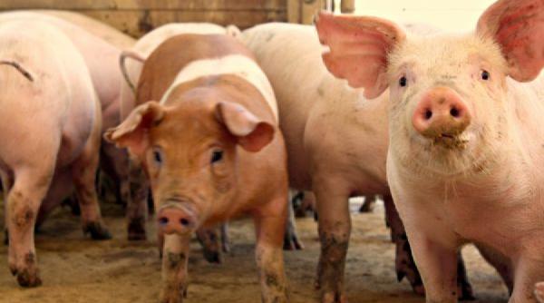 recomandari privind sacrificarea si consumul carnii de porc