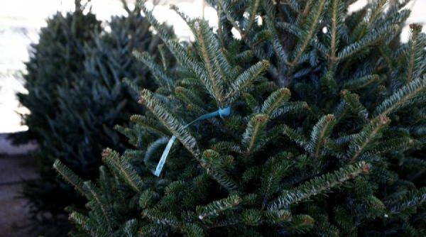 alegerea bradului de craciun ideal ghid de supravietuire