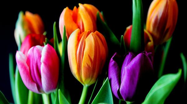 un truc simplu cu ajutorul caruia prelungim viata buchetelor de flori