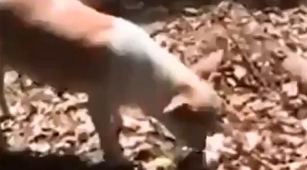 video gestul uimitor al unei catele careia i a murit un pui