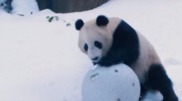 video ursii panda din san diego bucurandu se de o zi de iarna