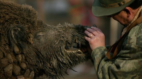 animale suspecte de pesta porcina africana in delta dunarii