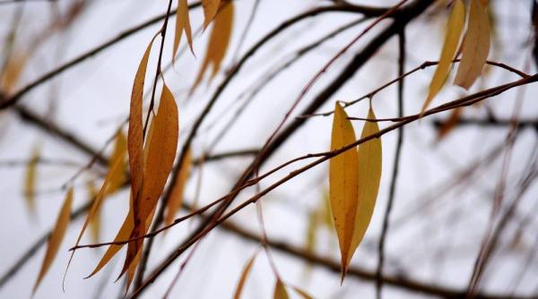 prognoza meteo cum va fi vremea pe 8 9 si 10 decembrie