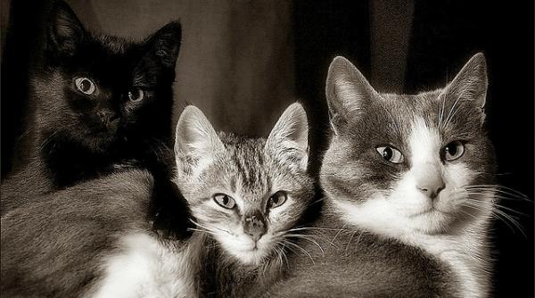 video 3 pisici au salvat o femeie dintr un incendiu