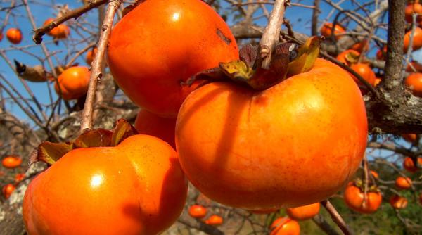 kaki sau piersica japoneza un fruct cu beneficiile nebanuite pe timpul iernii