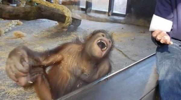 video cum reactioneaza un orangutan dupa ce vede un simplu truc de magie