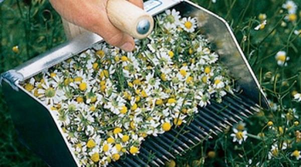 tehnologii de cultivare a plantelor medicinale in sistem bio