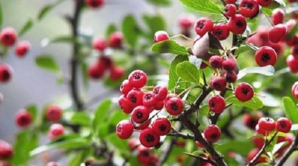 tratamente naturiste merisorul doctorul din munti 8 boli pe care le vindeca