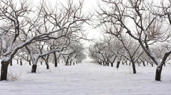 sfaturi pentru agricultori tot ce trebuie sa stii despre cum se ingrijesc livezile iarna