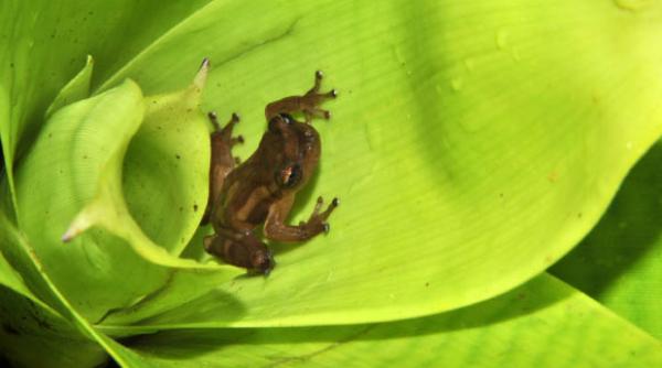 natura este mereu surprinzatoare au fost descoperite inca sase specii de broaste