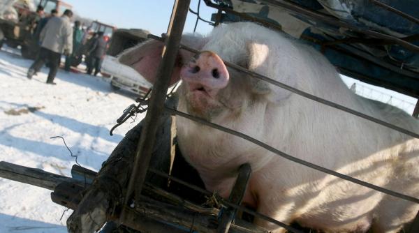 porci cu trichineloza descoperiti in judetul mehedinti