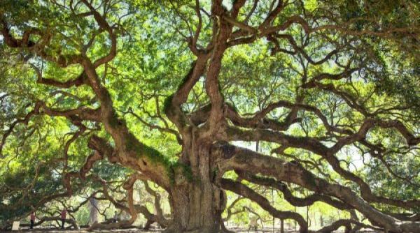cel mai batran stejar de pe planeta o forta a naturii