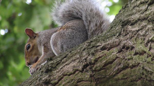 video veveritele sunt mai inteligente decat credem