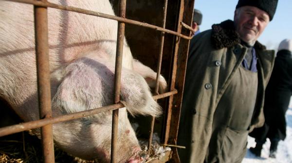 primul caz de trichineloza la animale domestice depistat in comuna balesti judetul gorj