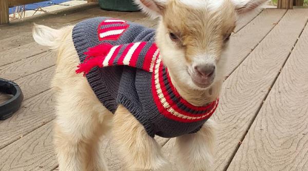 stapanii unui iedut au decis sa l imbrace de sezon