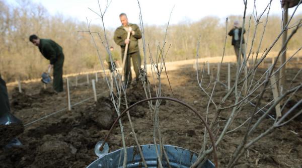 vrei casatorie planteaza un pom la istanbul dar ideea s ar impune si la bucuresti
