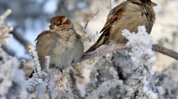 prognoza meteo vreme mai rece decat in mod normal in perioada 31 decembrie 3 ianuarie