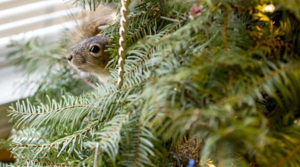 de ce in pomul de craciun al unor americani exista o veverita