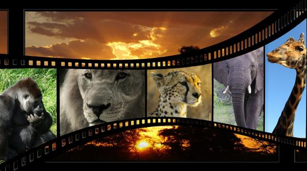 intercomfilm distributions si hollywood multiplex amendate pentru intelegeri legate de pretul biletelor