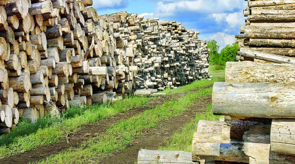 seicii au pus ochii pe lemnul romanesc