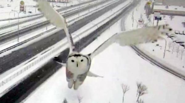 video imagini surprinzatoare filmate de o camera de supraveghere a traficului