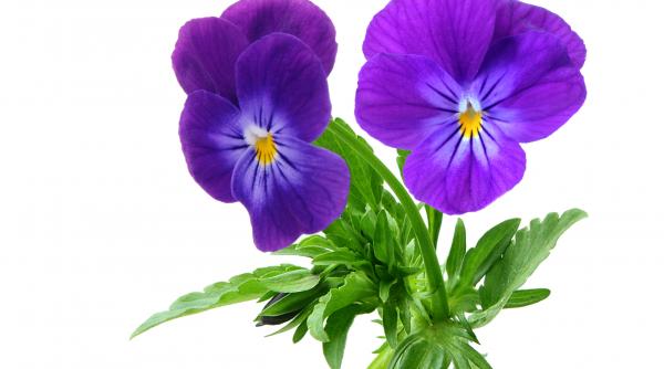 risipa de stat panselute la 310 lei bucata