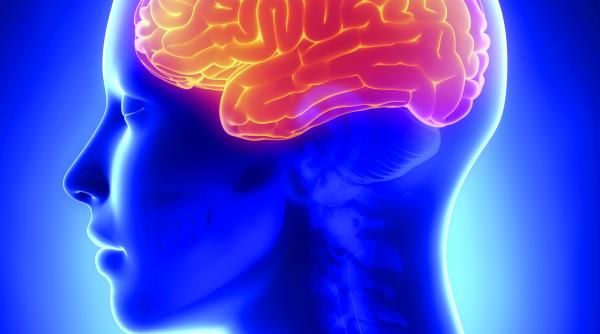 afinul si salcia preieteni ai creierului