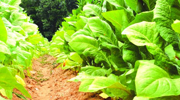 tutunarii romaniei dupa era carpati si marasesti