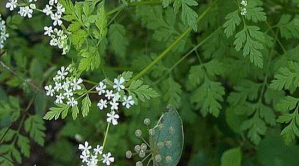 tratamente naturiste asmatui planta medicinala care trateaza problemele digestive